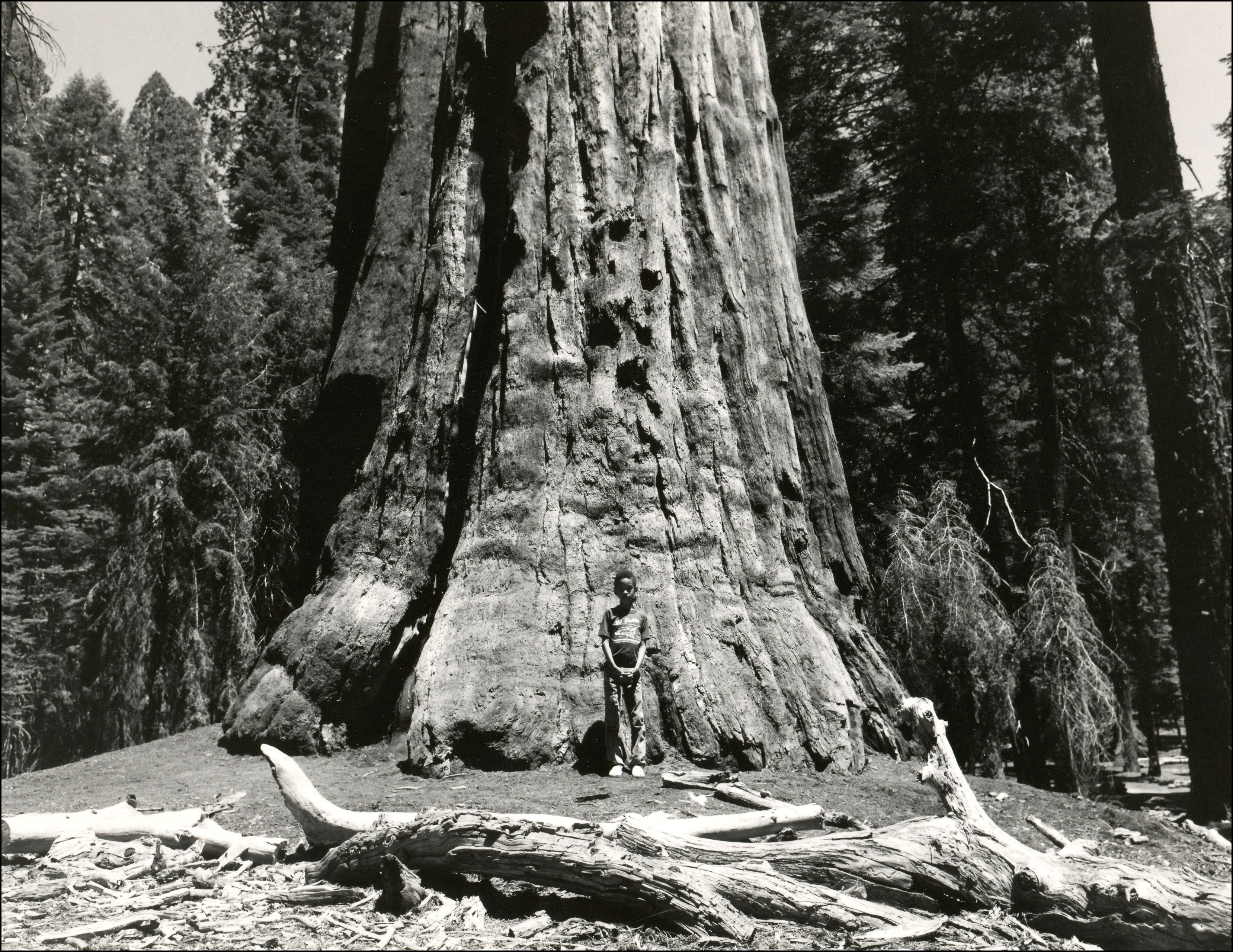 Boy standing in front of a giant sequoia tree
