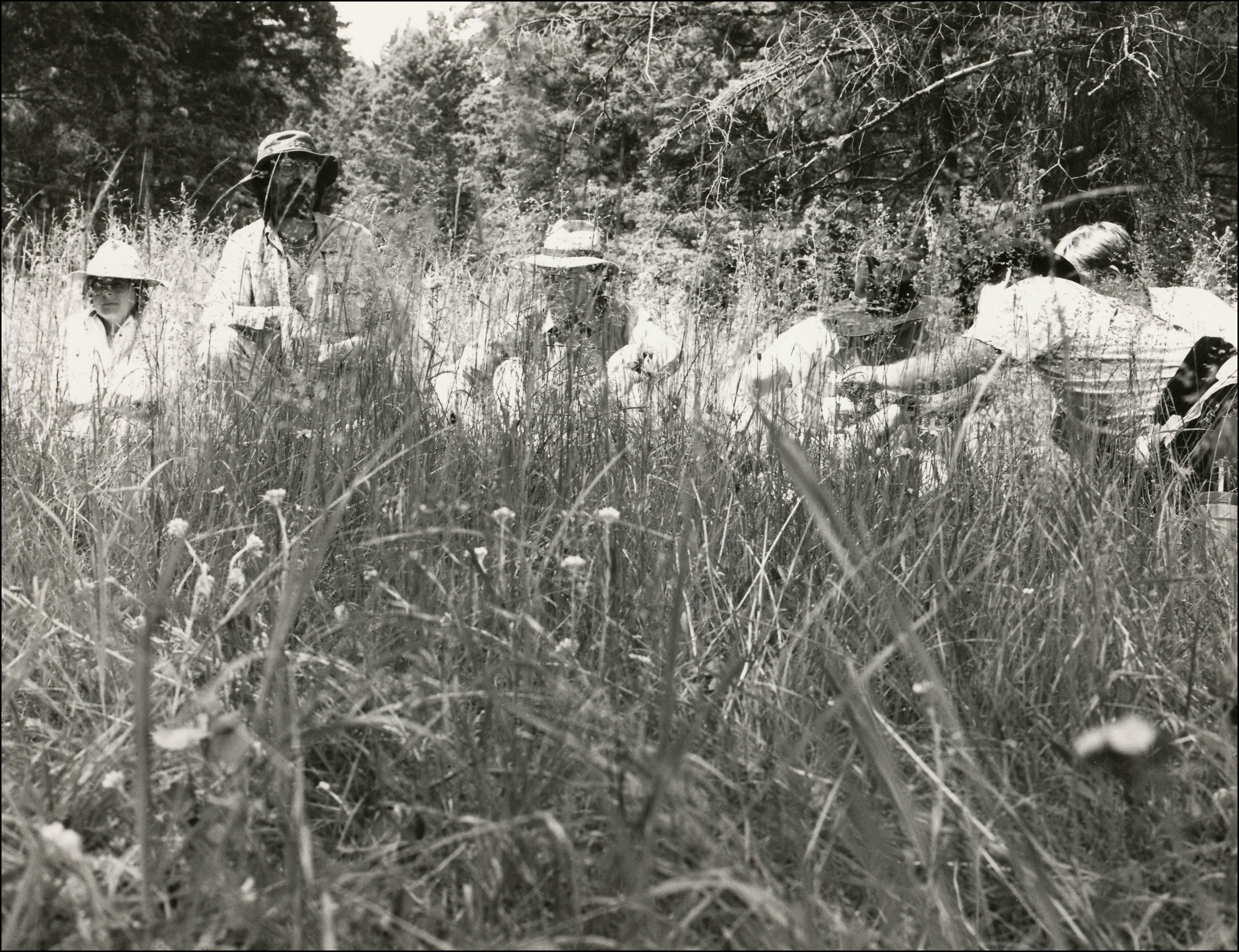 View through tall grass of several people on the other side with trees behind them.