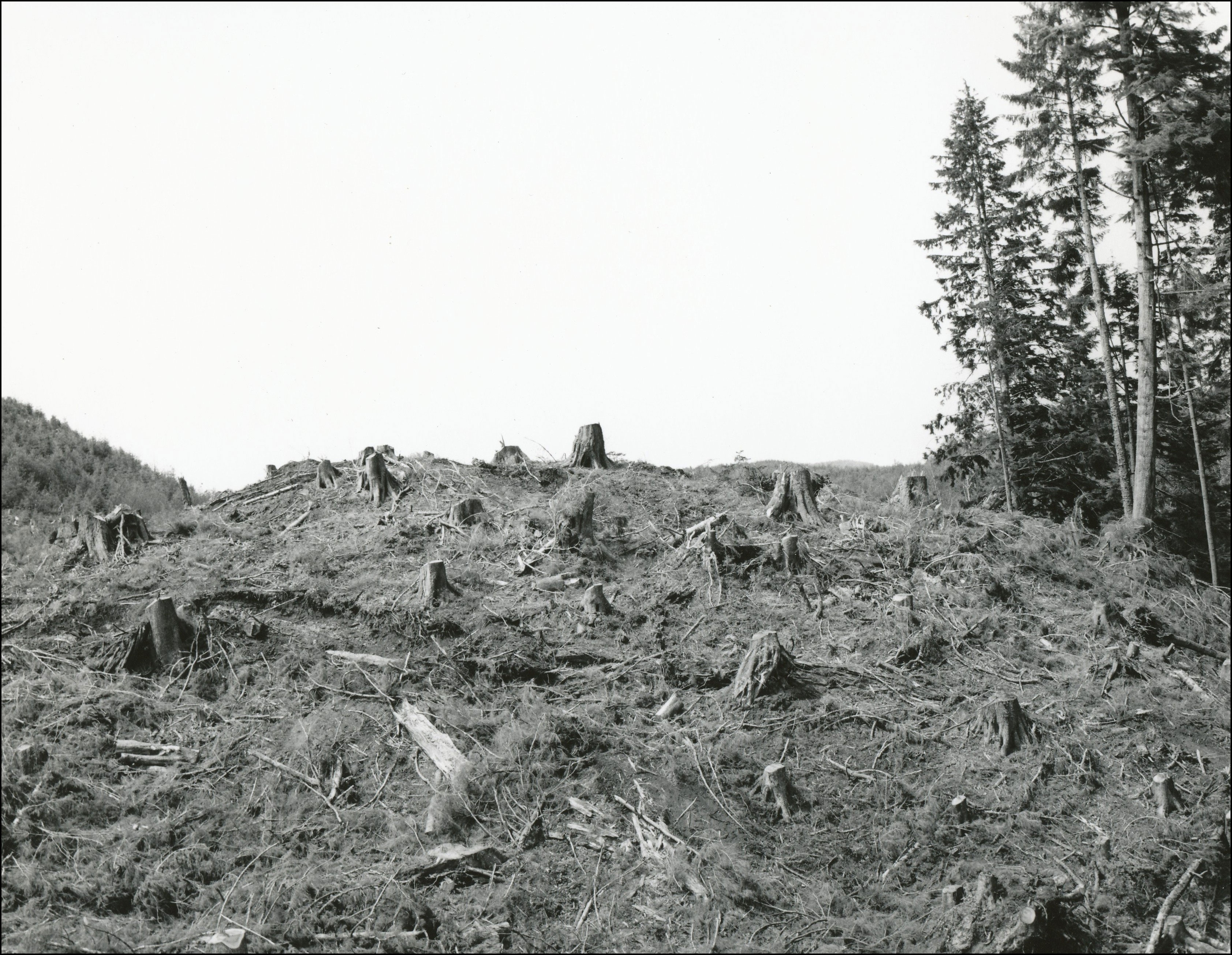 Forest clear cut stumps on hill nob with standing pine trees to the right