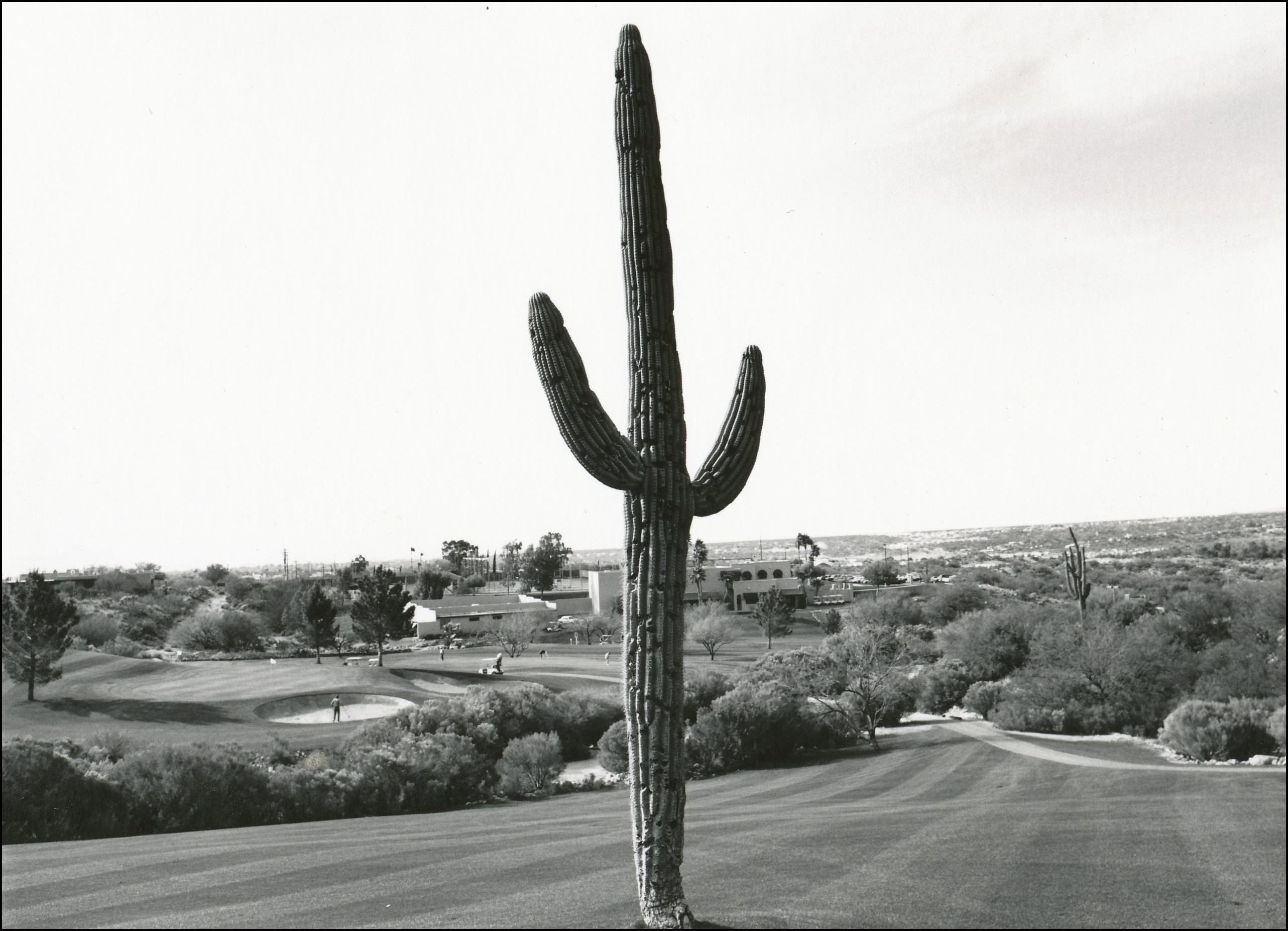 Single Saguaro cactus in the green of a golf course